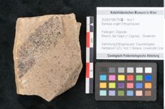 Foto (Objekt + Etikett) von Banksia ungeri Ettingshausen (NHMW-GEO-2024-0188-7933)
